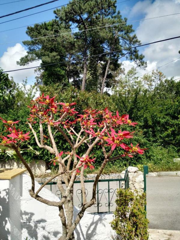Casa De Campo Em Sesimbra Dış mekan fotoğraf